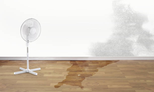 Best Professional water damage repair  in Galena, IN